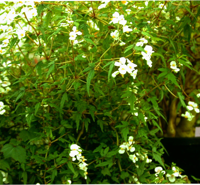 B. partita